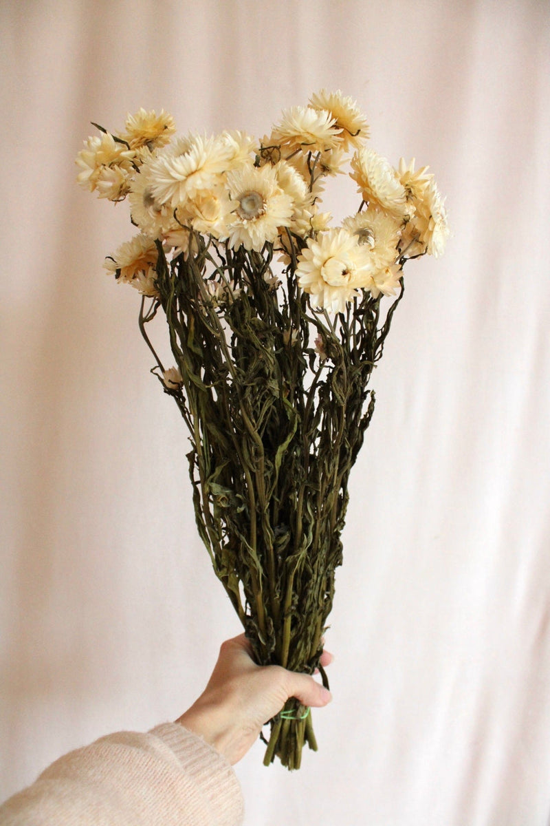 Vasenglück Trockenblumen Strohblumen | Cremeweiss