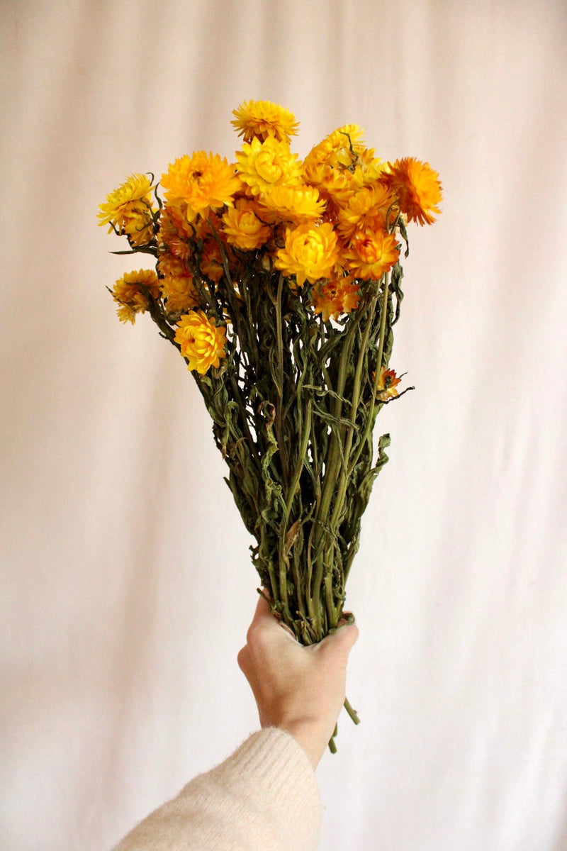 Vasenglück Trockenblumen Strohblumen | Gelb