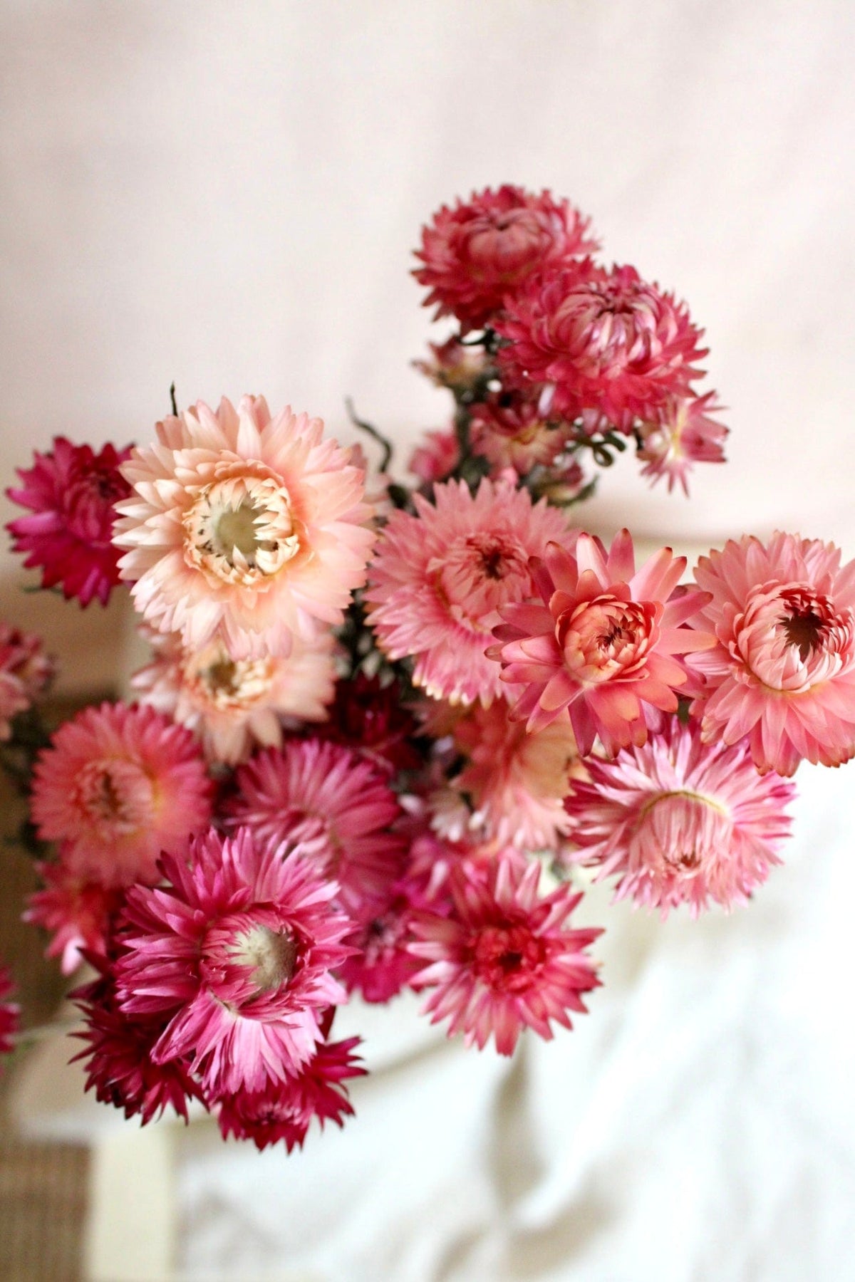 Vasenglück Trockenblumen Strohblumen | Rosa & Pink