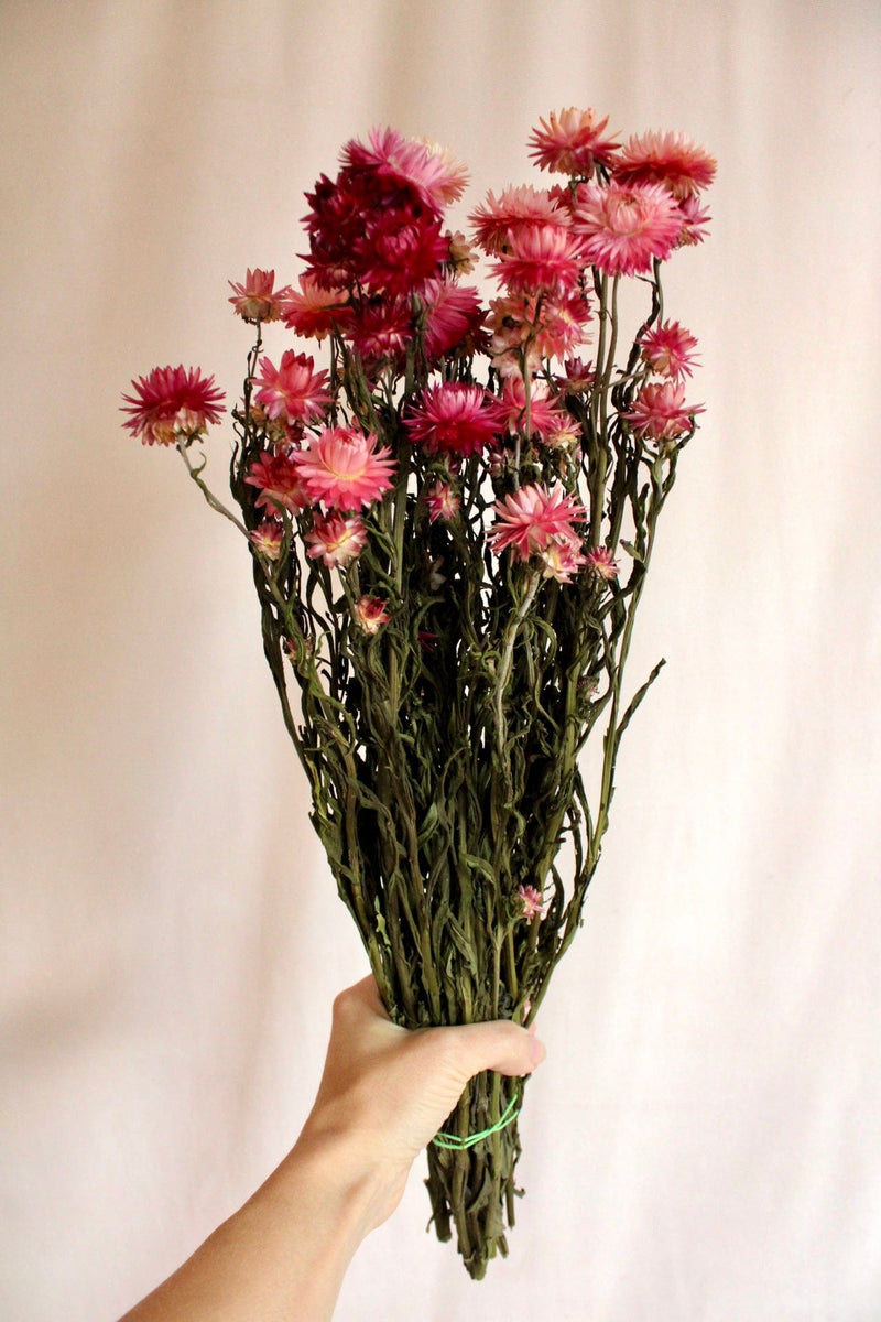 Vasenglück Trockenblumen Strohblumen | Rosa & Pink