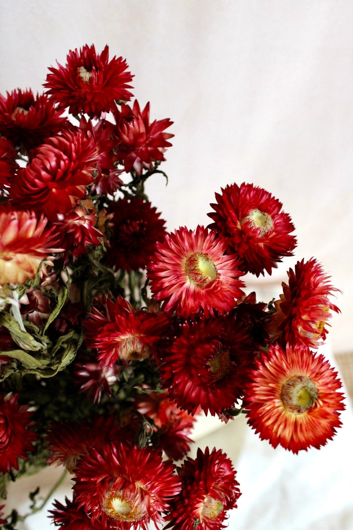 Vasenglück Trockenblumen Strohblumen | Rot