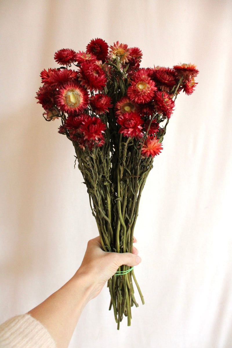Vasenglück Trockenblumen Strohblumen | Rot
