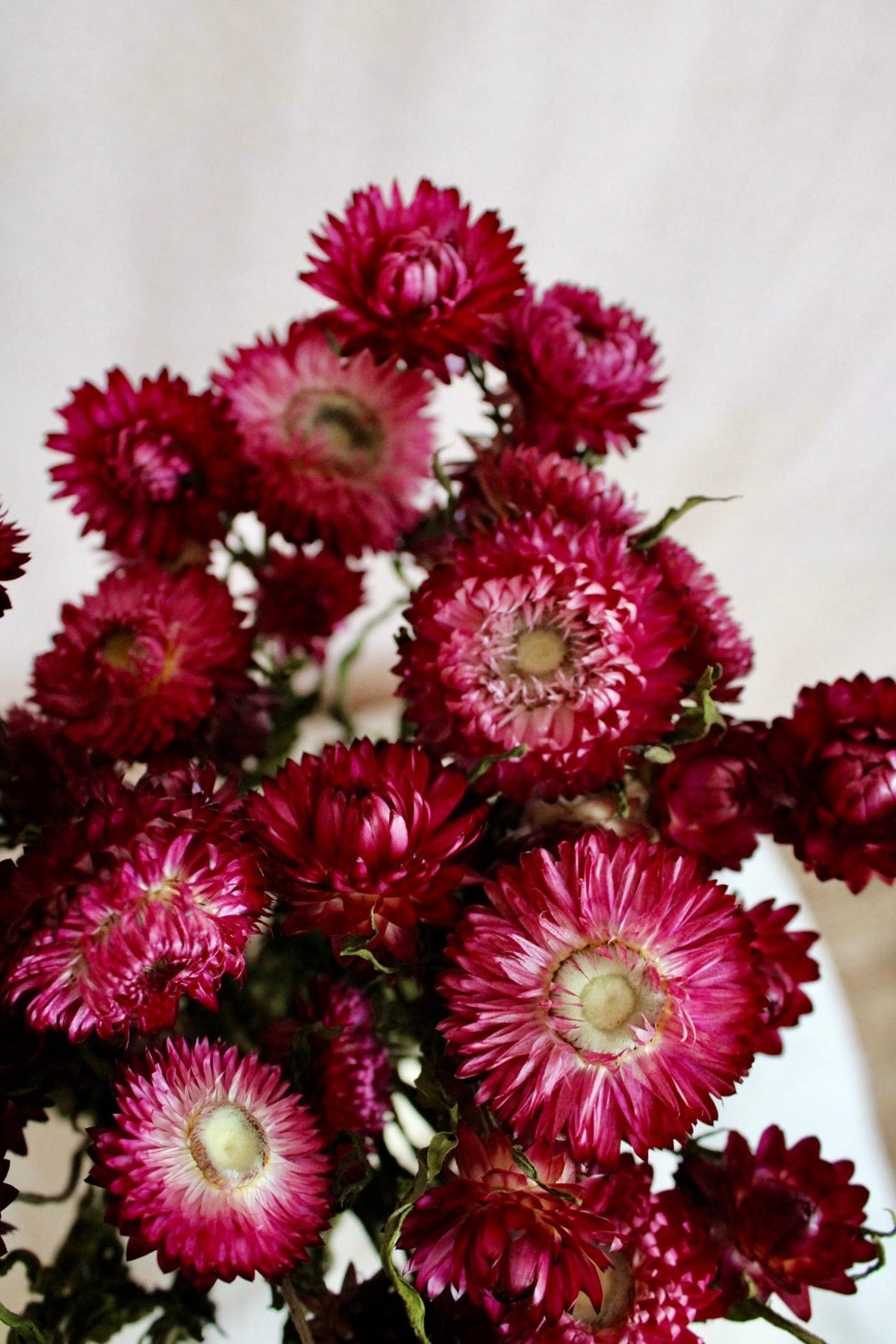 Vasenglück Trockenblumen Strohblumen | Weinrot