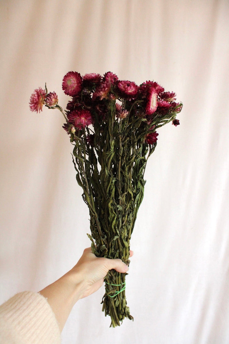 Vasenglück Trockenblumen Strohblumen | Weinrot