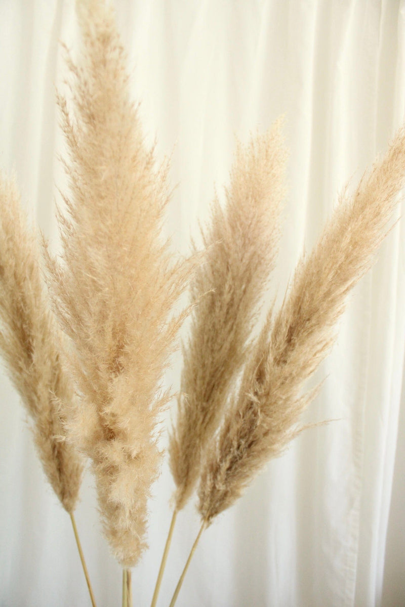 Getrocknetes Pampasgras "Simply Beautiful" | Natur Vasenglück