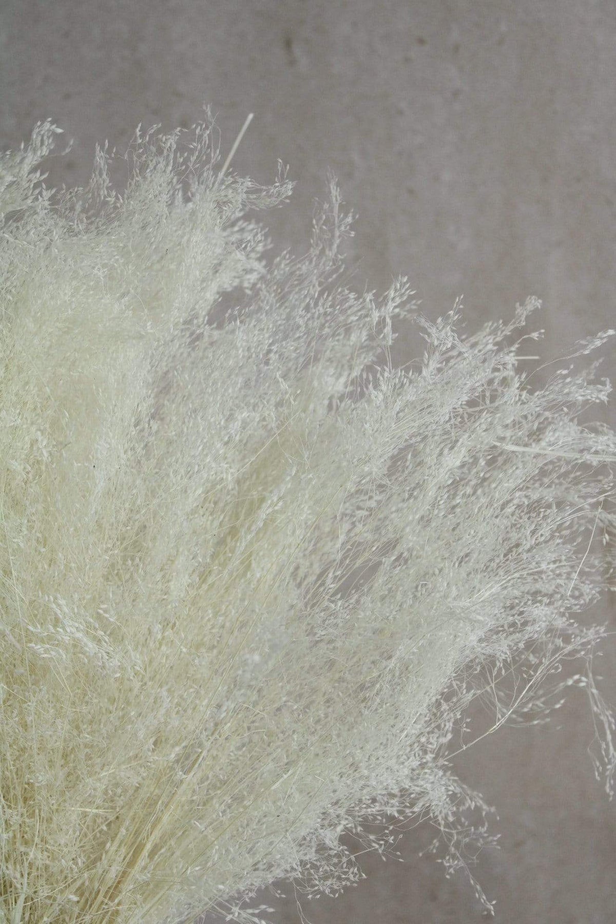 Agrostis Pulchella | 1 Bund | Weiß gebleicht Vasenglück