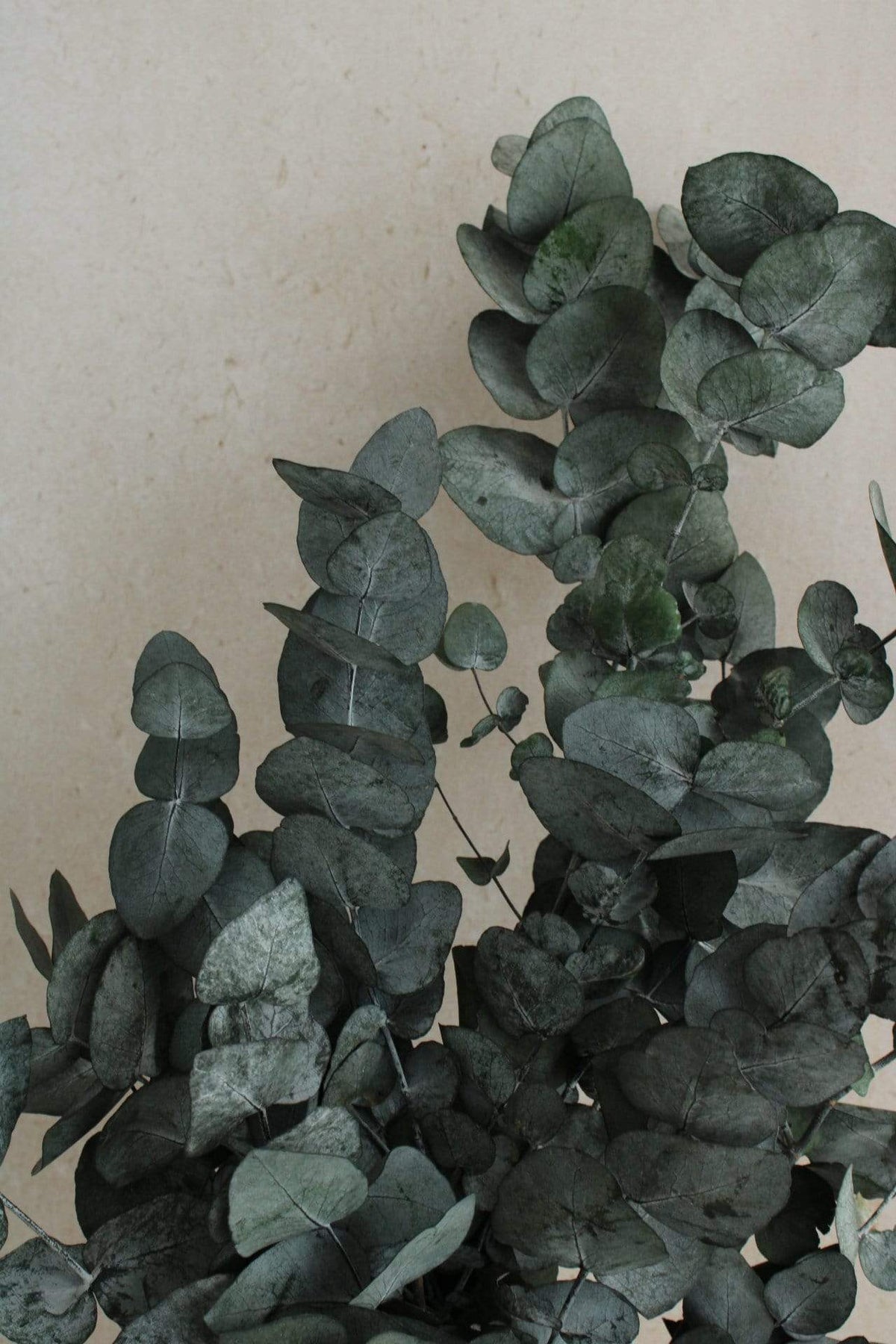 Eukalyptus Cinerea konserviert | 1 Bund | Grün Vasenglück