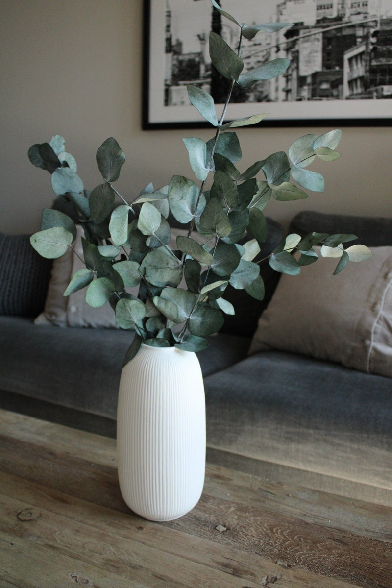 Eukalyptus Cinerea konserviert | 1 Bund | Grün Vasenglück