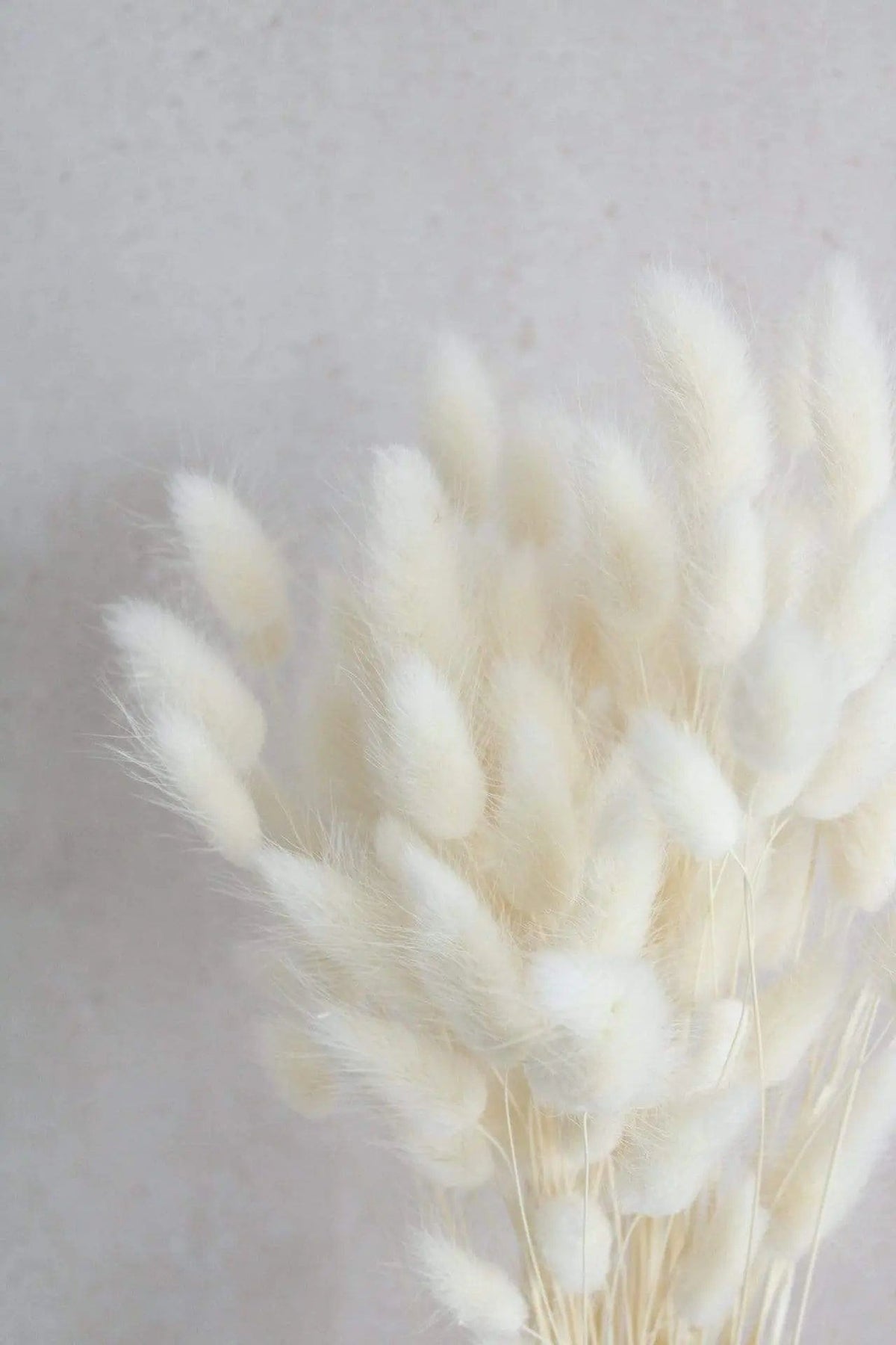 Lagurus | Cremeweiß Vasenglück