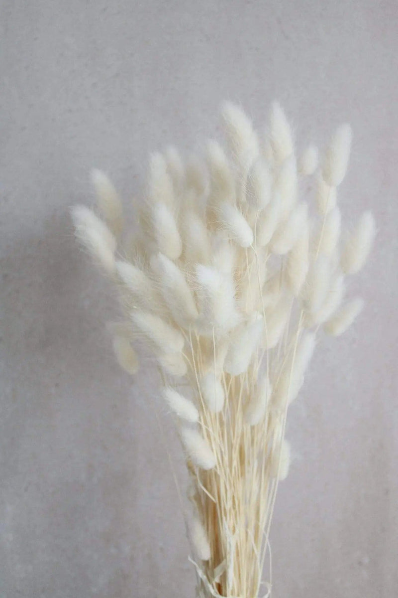 Lagurus | Cremeweiß Vasenglück