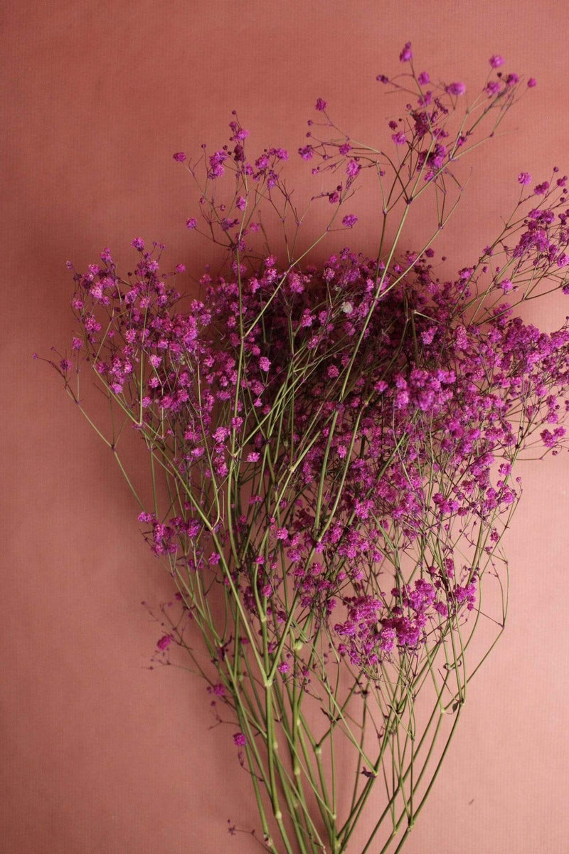 Schleierkraut | Fuchsia Vasenglück