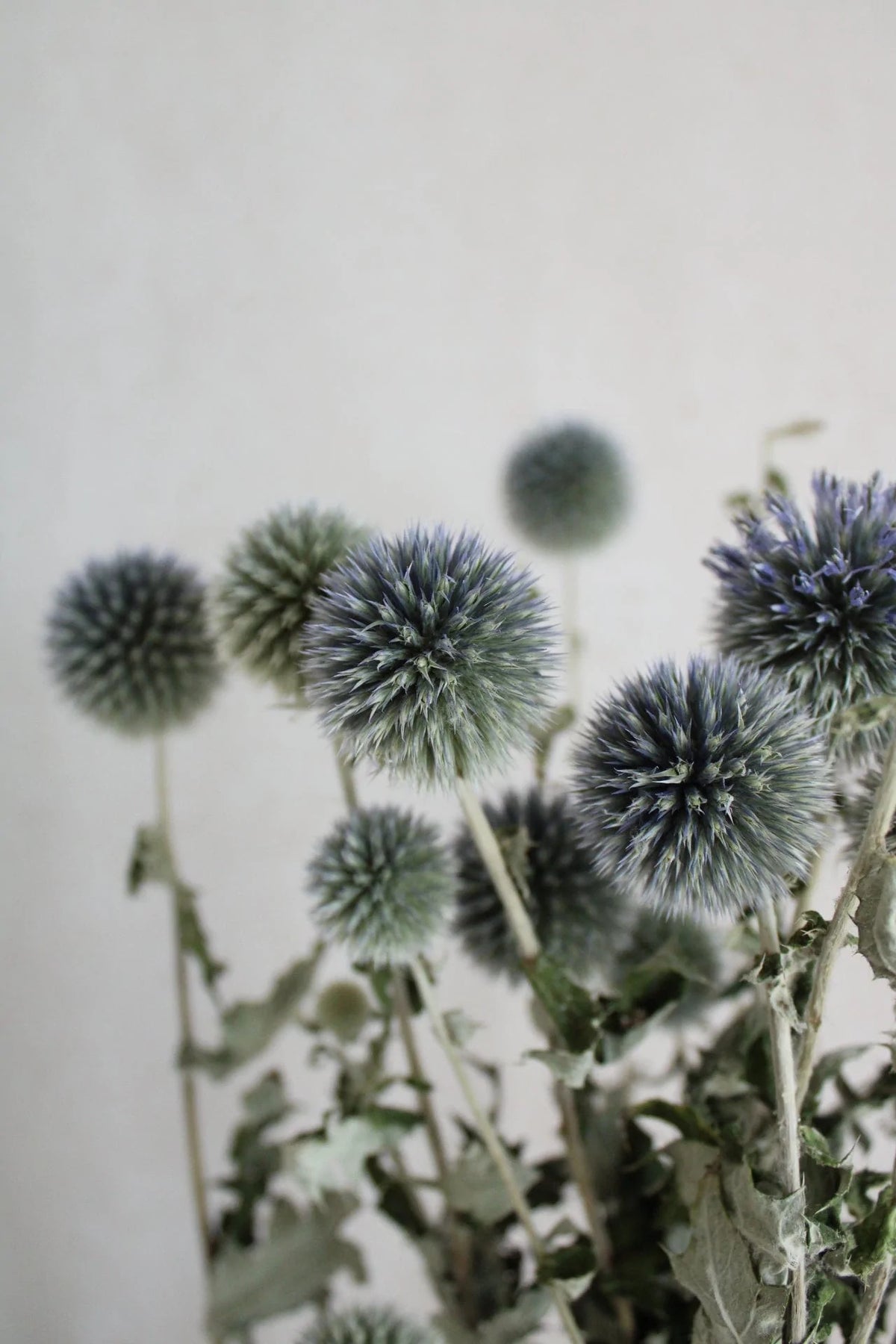 Schwarze Trockenblumen