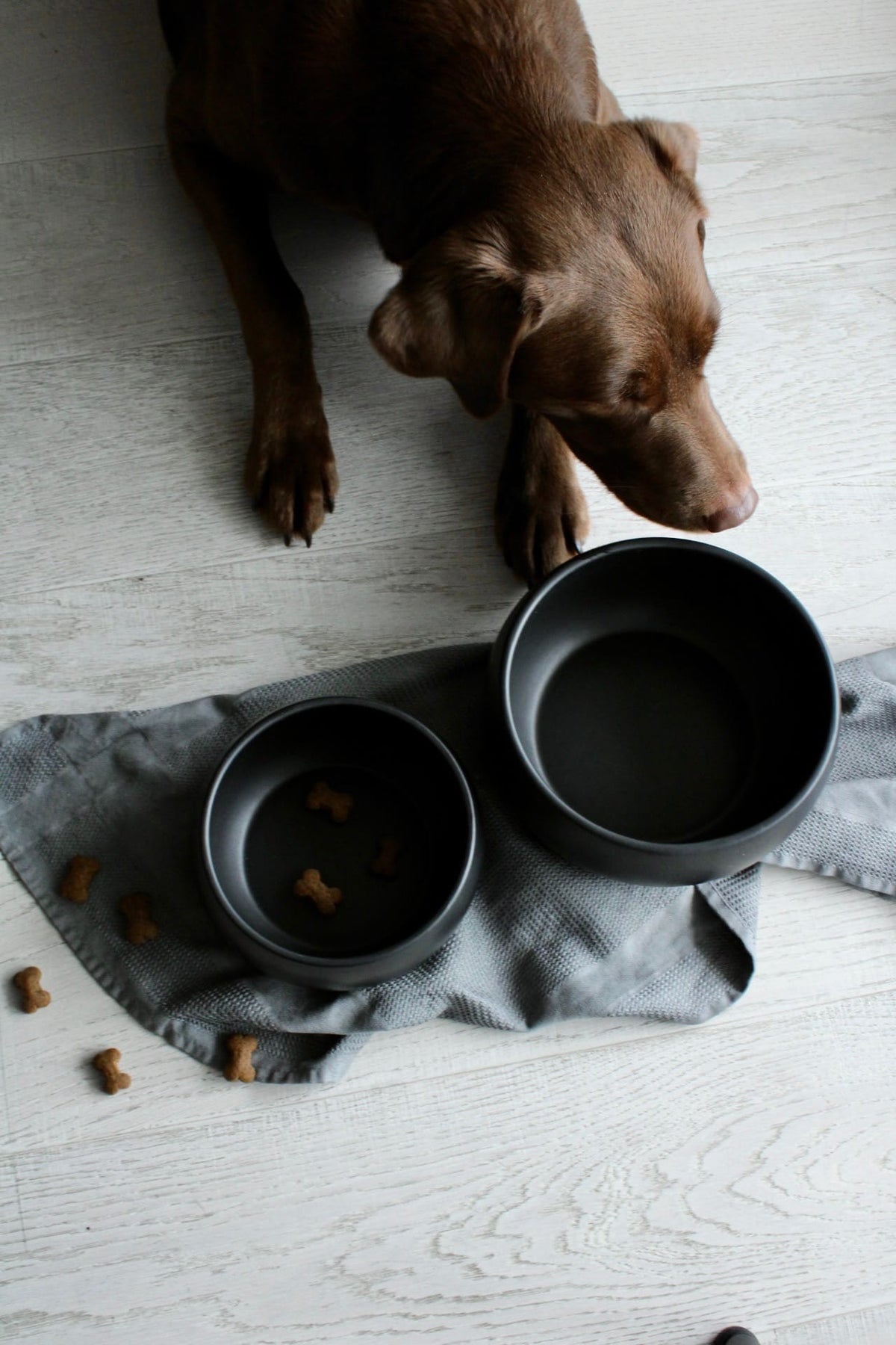 hej.mo Napf / Schale Hundenapf MOLLY aus Keramik | Schwarz | Medium 1,8 Liter