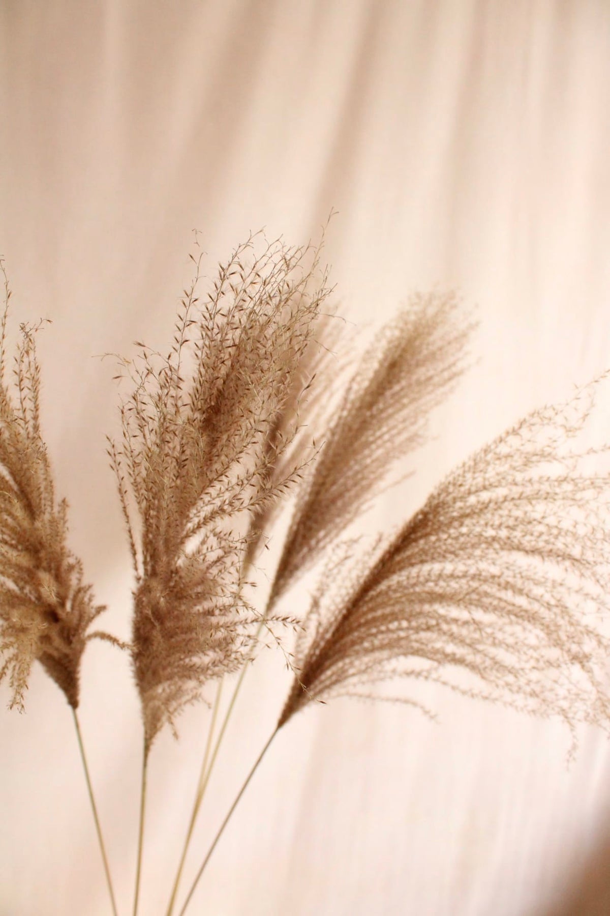 Vasenglück Pampasgras Miscanthus Deko Gras | Natur Braun