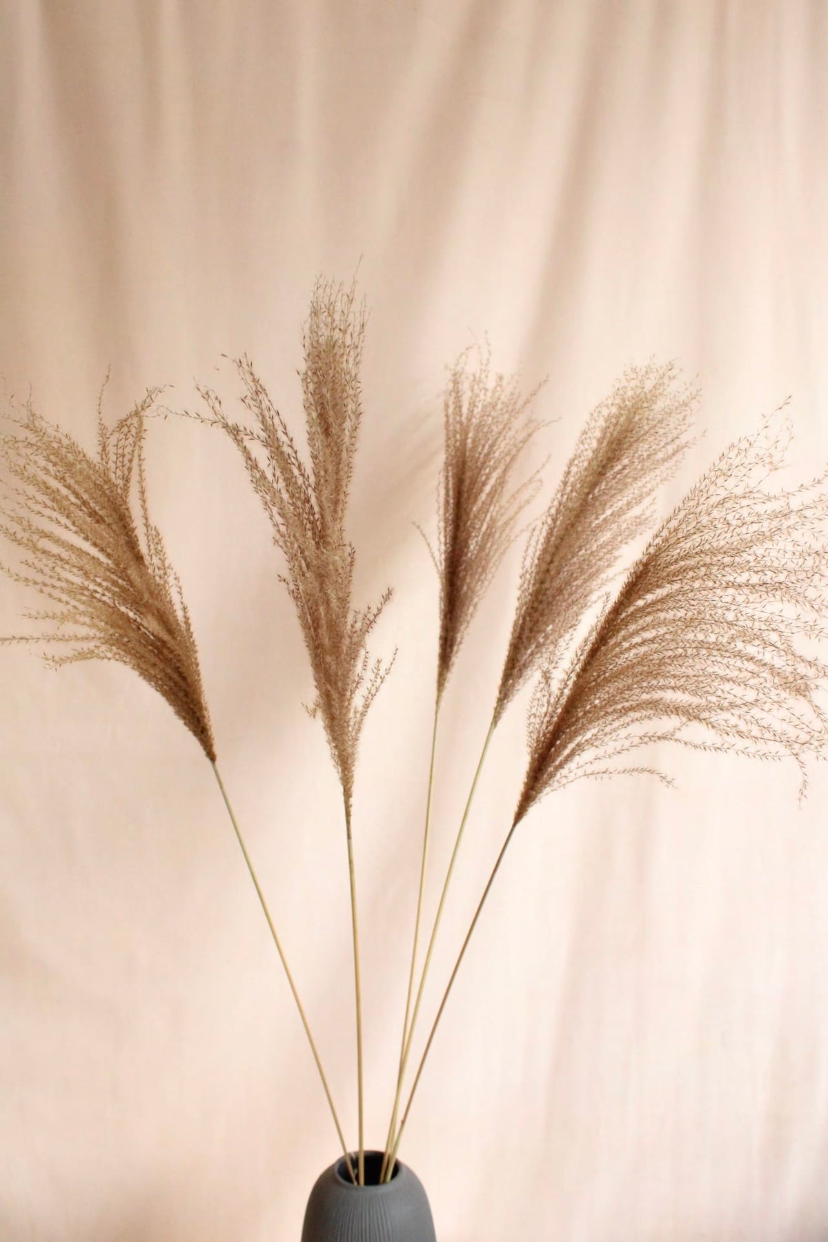 Vasenglück Pampasgras Miscanthus Deko Gras | Natur Braun