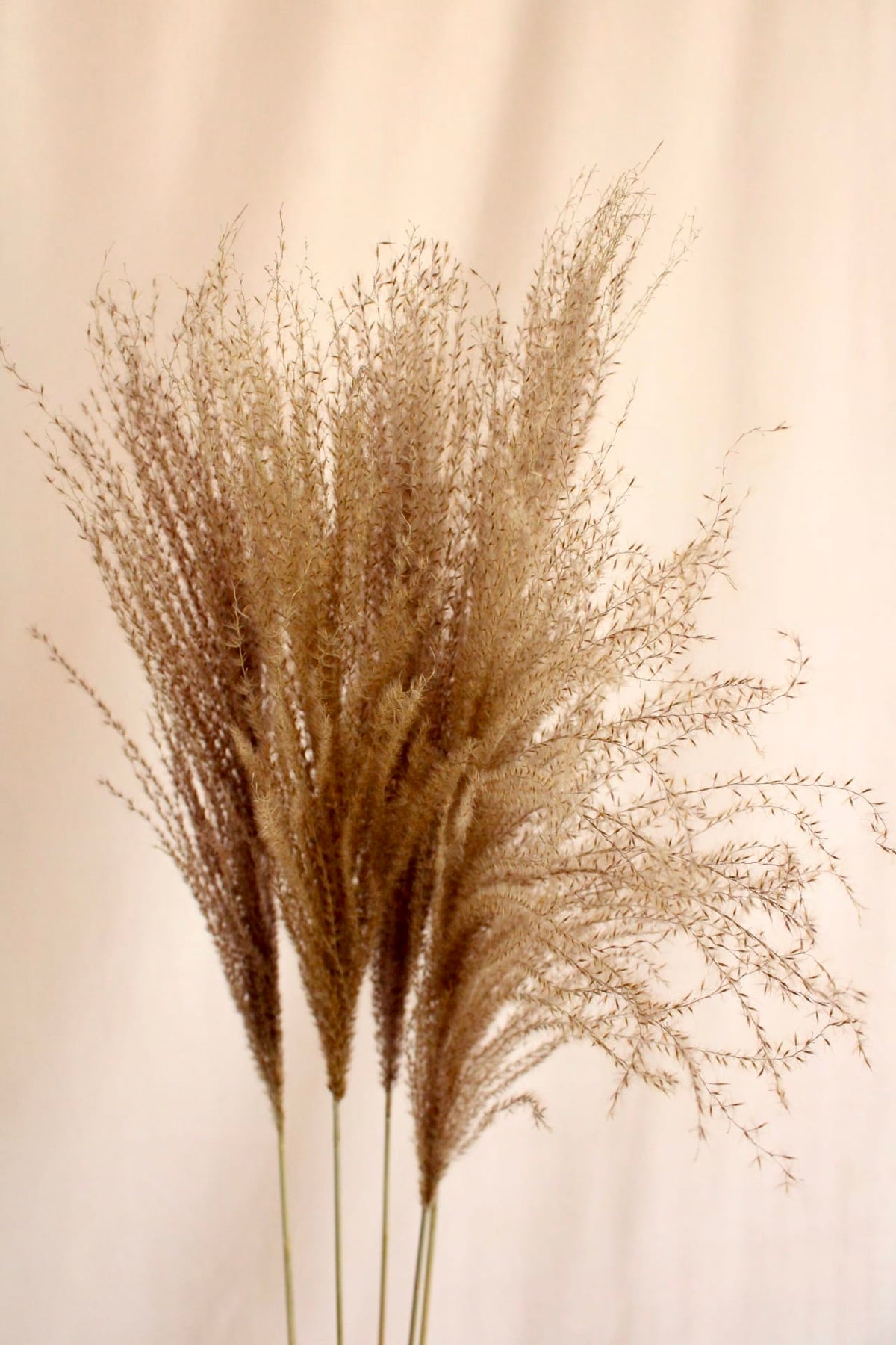 Vasenglück Pampasgras Miscanthus Deko Gras | Natur Braun