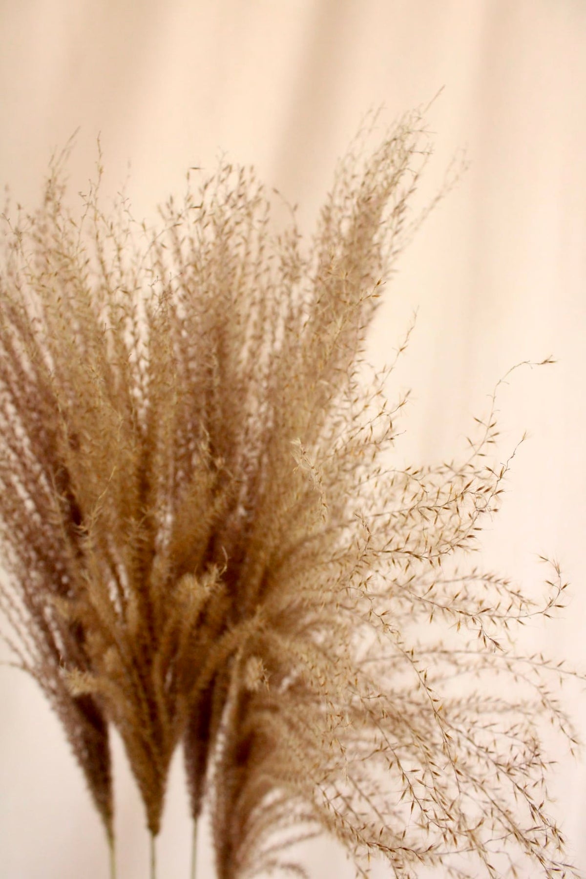 Vasenglück Pampasgras Miscanthus Deko Gras | Natur Braun