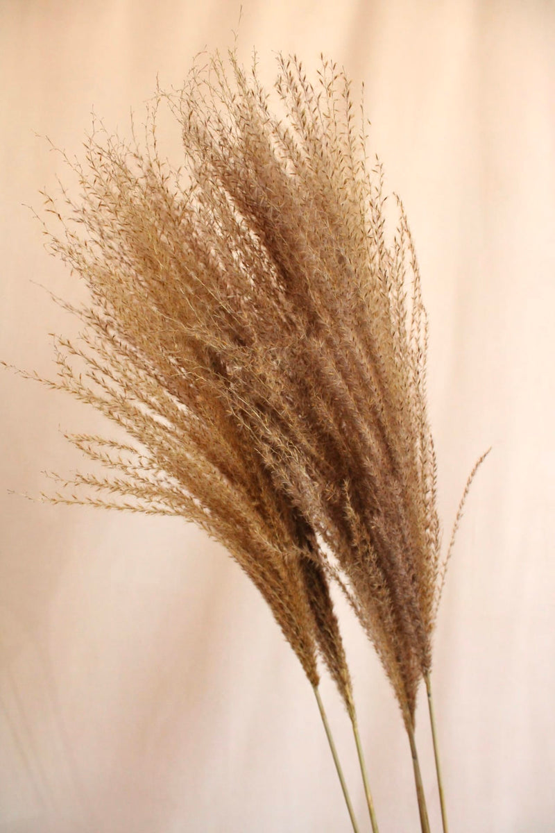 Vasenglück Pampasgras Miscanthus Deko Gras | Natur Braun