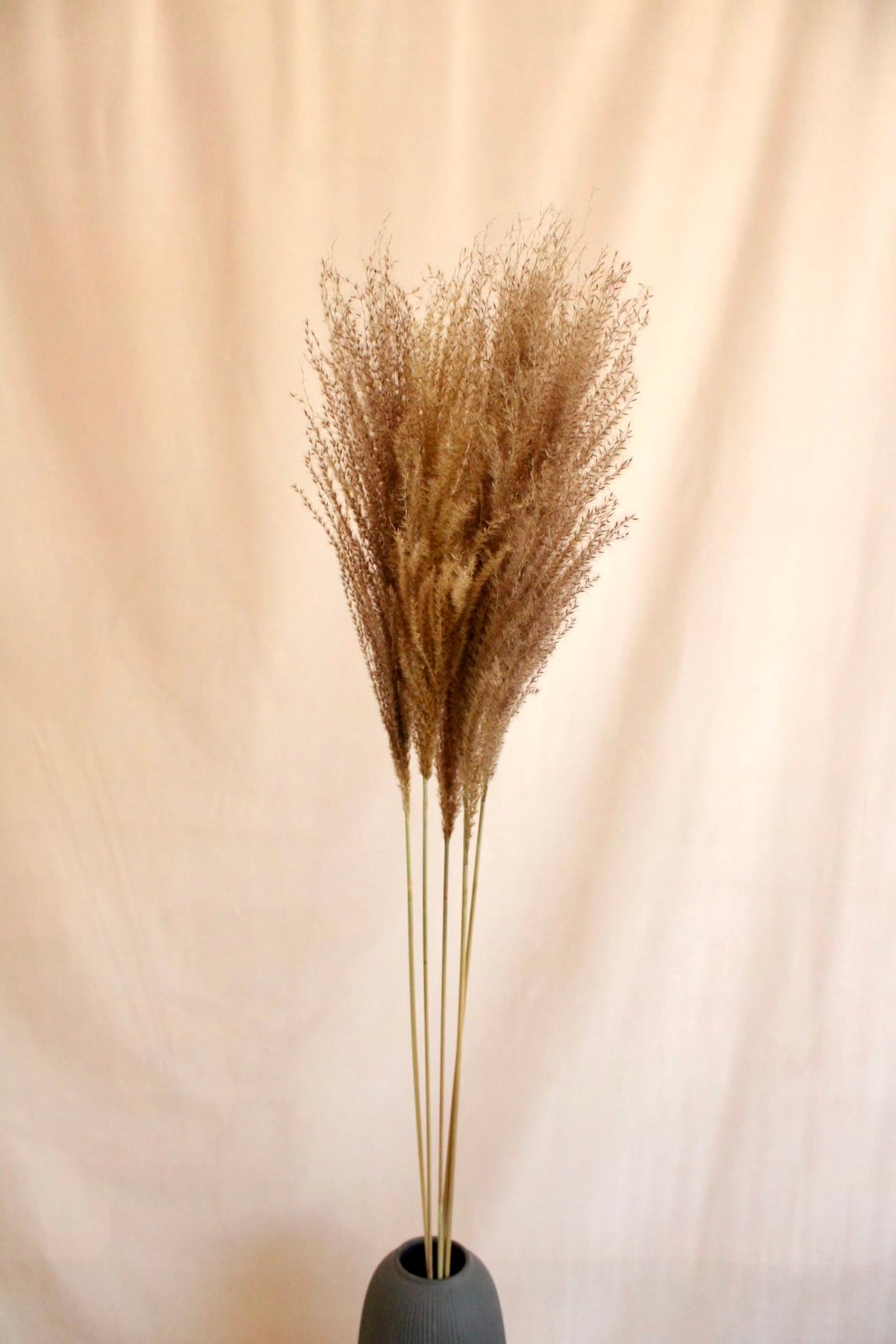 Vasenglück Pampasgras Miscanthus Deko Gras | Natur Braun