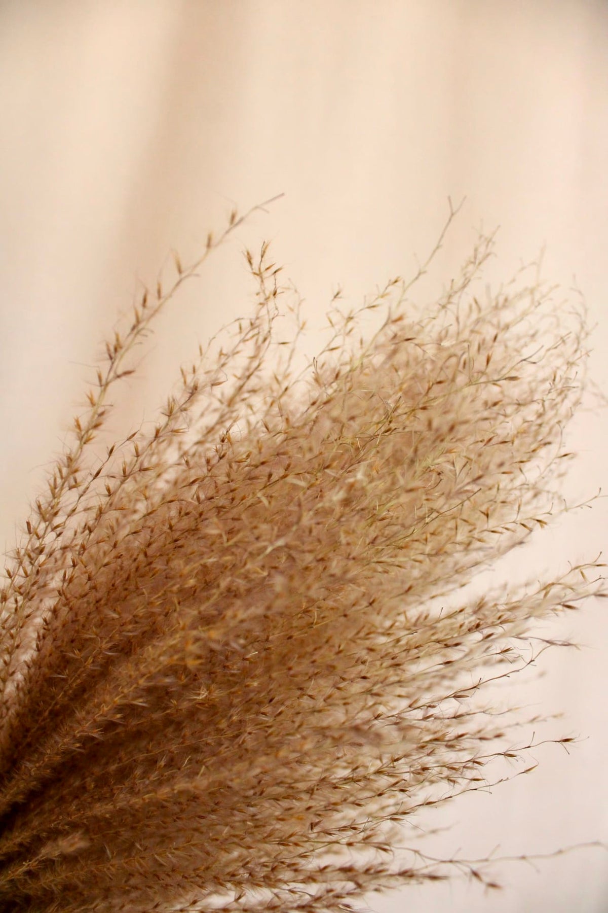 Vasenglück Pampasgras Miscanthus Deko Gras | Natur Braun