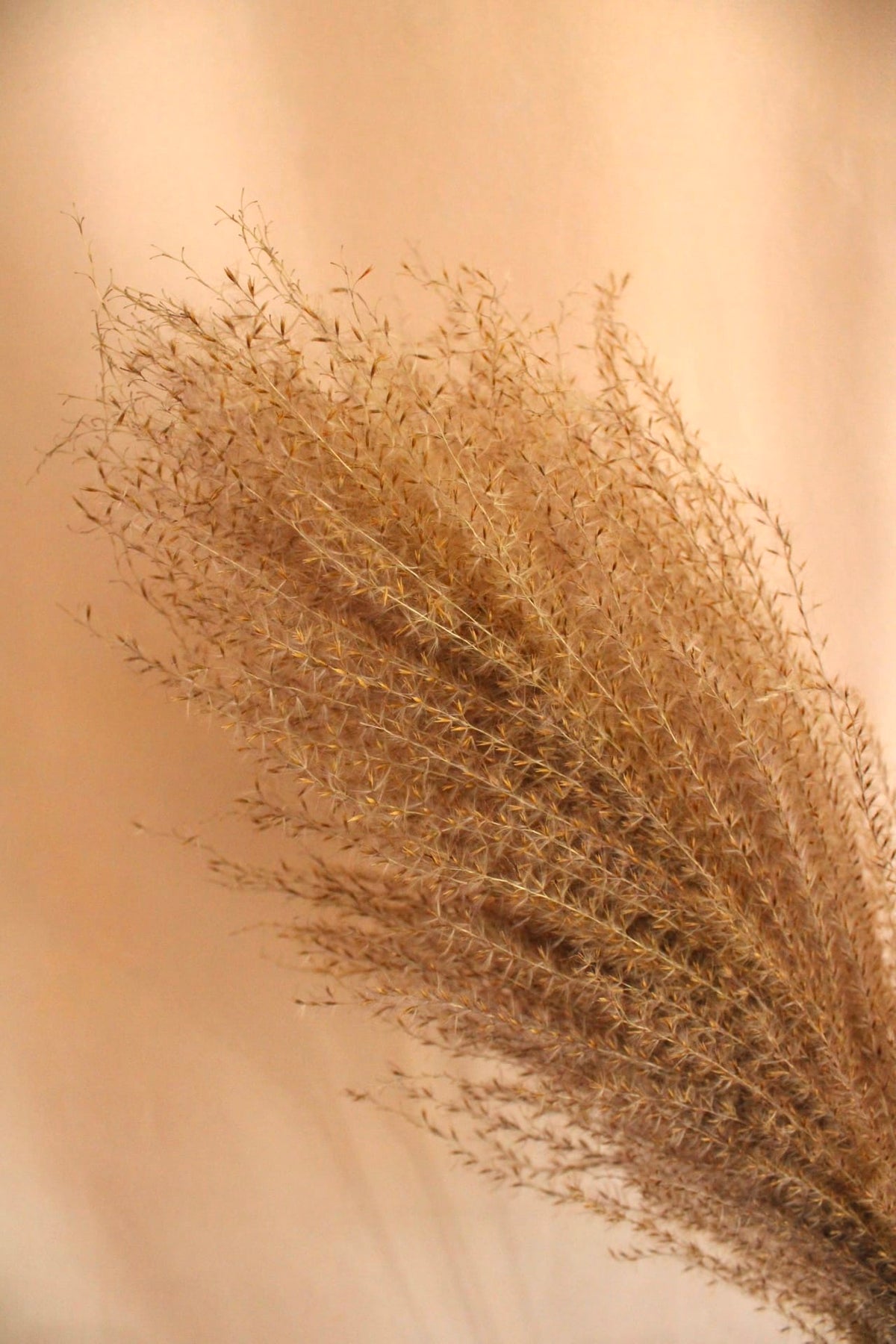 Vasenglück Pampasgras Miscanthus Deko Gras | Natur Braun