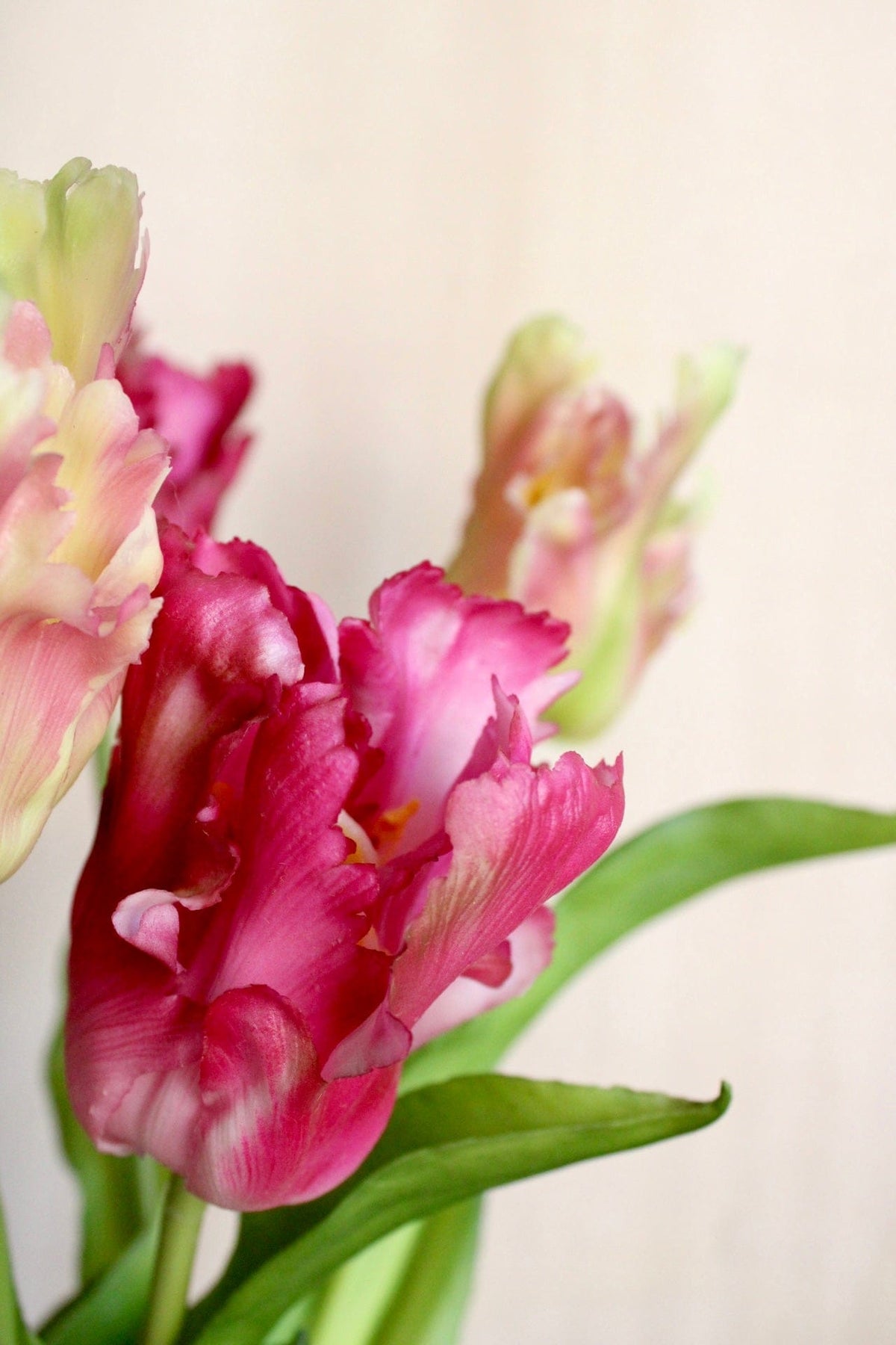 Vasenglück Seidenblume Kunstblume Papageien Tulpe | Pink Rosé Mix