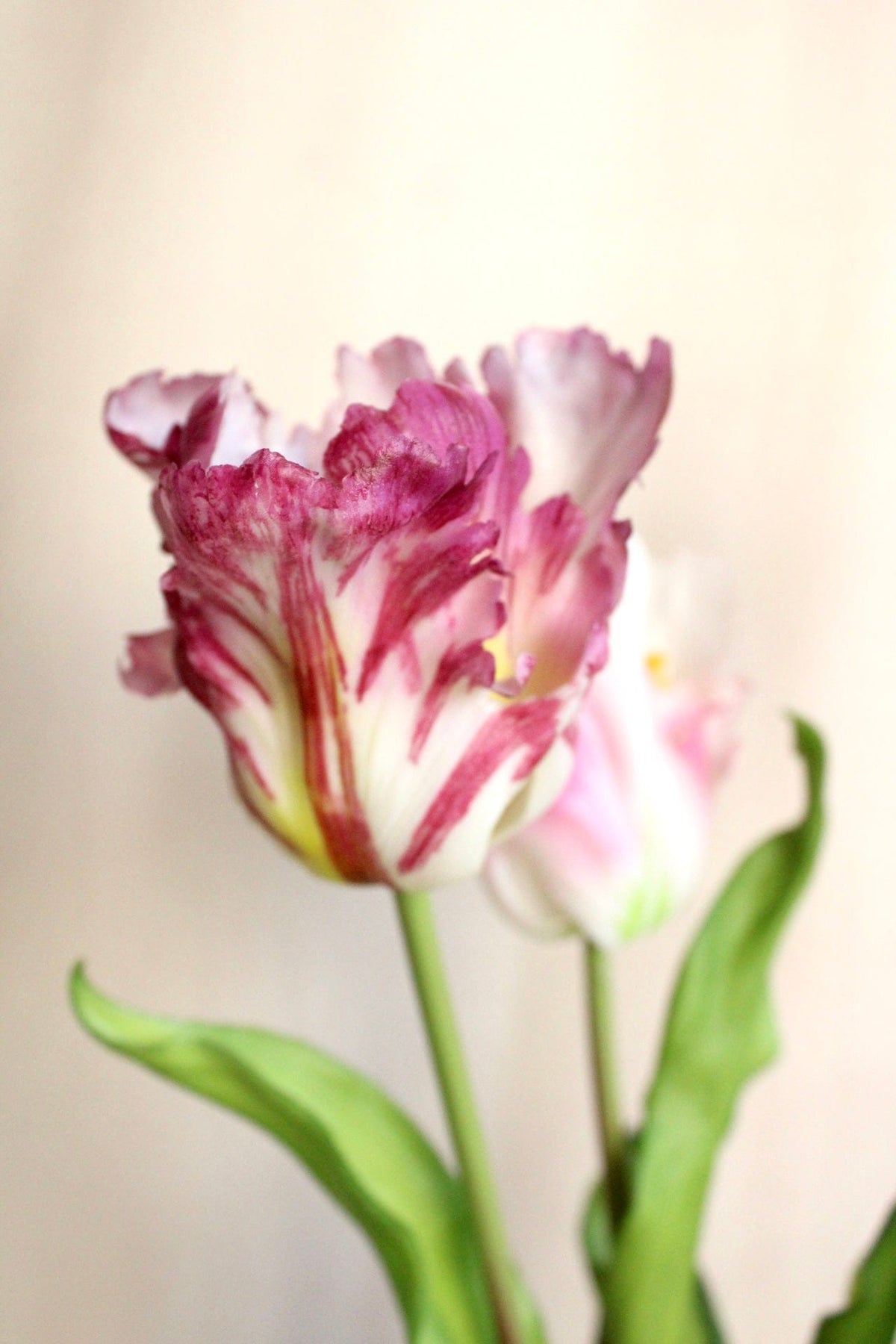 Vasenglück Seidenblume Kunstblume Papageien Tulpe | Rosé Mix