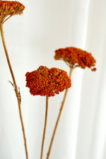 Vasenglück Trockenblumen Achillea getrocknet | 1 Stiel | Orange