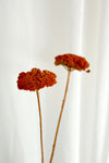 Vasenglück Trockenblumen Achillea getrocknet | 1 Stiel | Orange