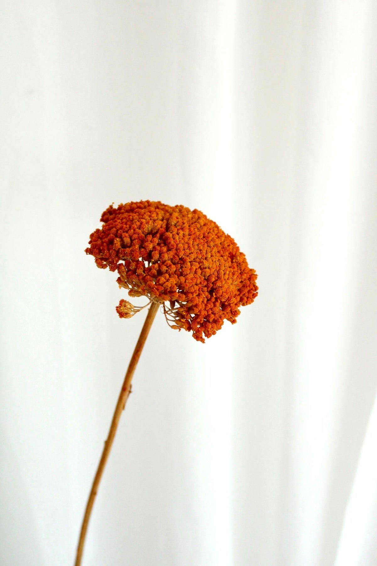 Vasenglück Trockenblumen Achillea getrocknet | 1 Stiel | Orange