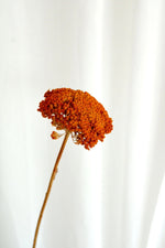 Vasenglück Trockenblumen Achillea getrocknet | 1 Stiel | Orange