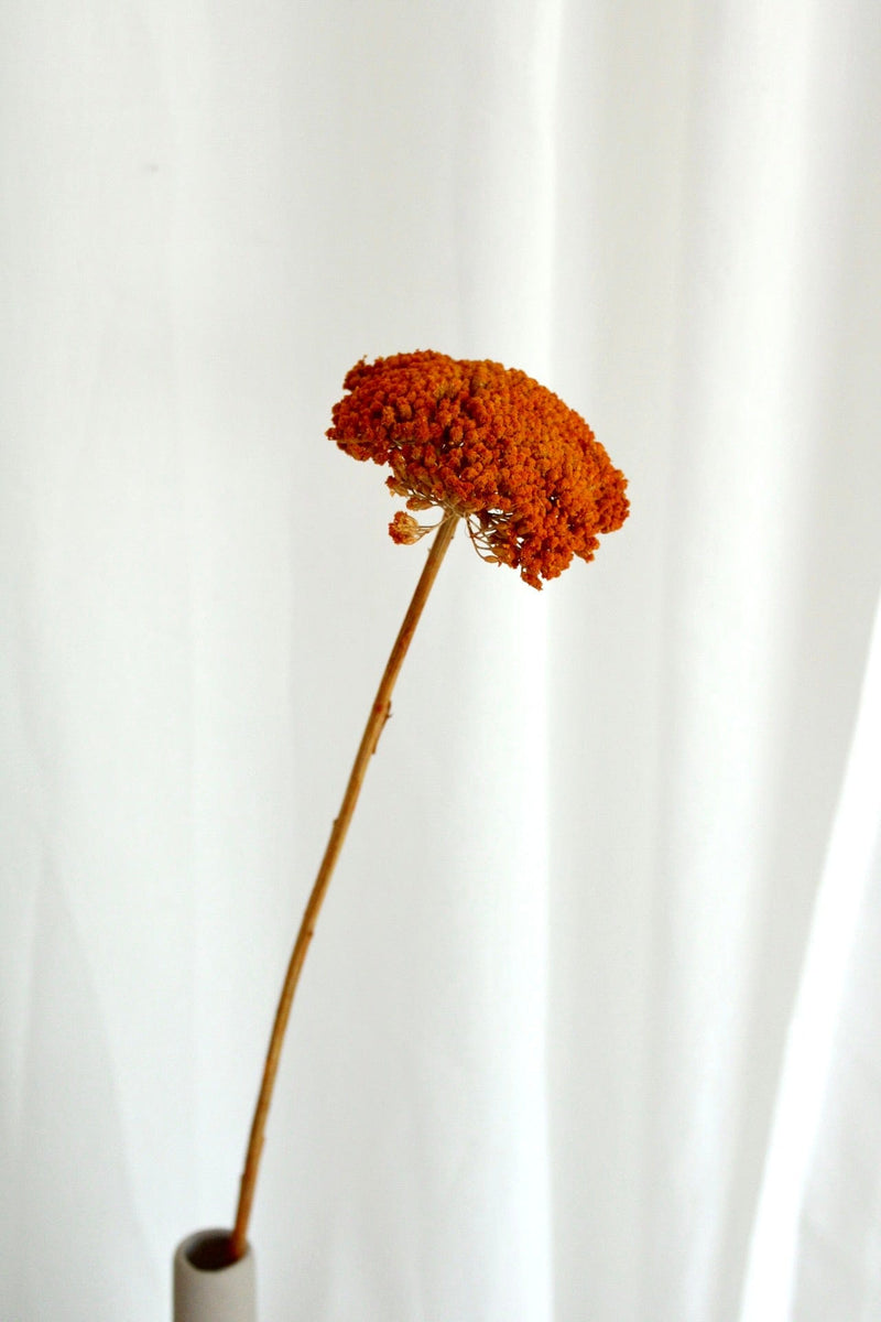 Vasenglück Trockenblumen Achillea getrocknet | 1 Stiel | Orange