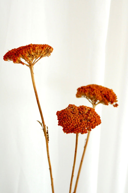 Vasenglück Trockenblumen Achillea getrocknet | 1 Stiel | Orange