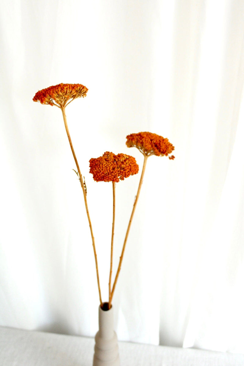 Vasenglück Trockenblumen Achillea getrocknet | 1 Stiel | Orange