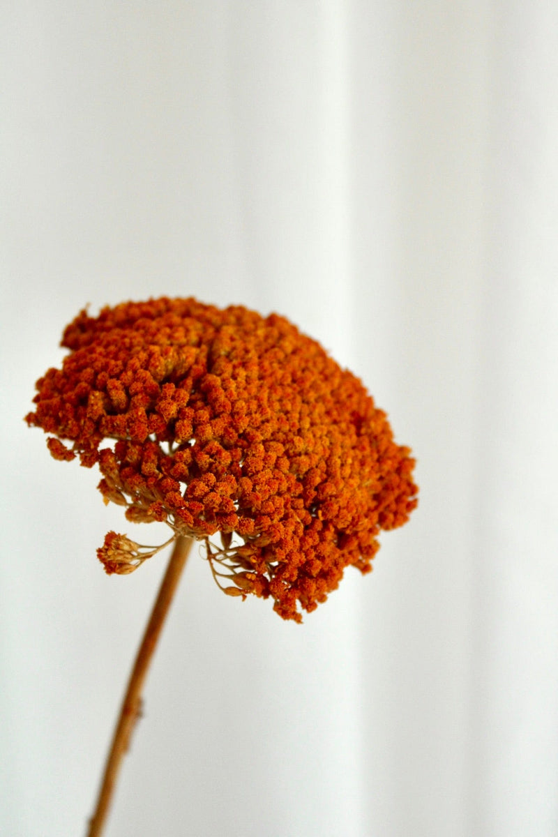 Vasenglück Trockenblumen Achillea getrocknet | 1 Stiel | Orange