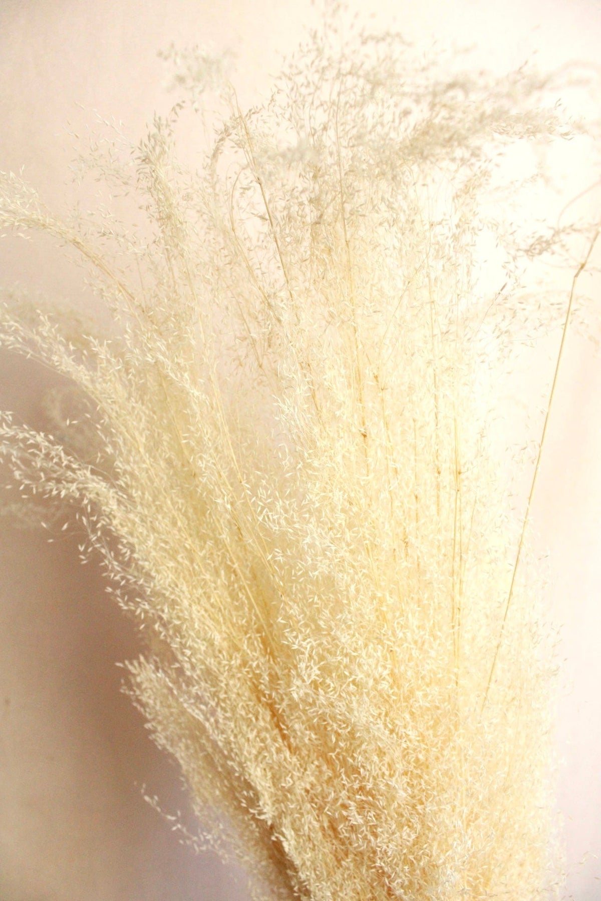 Vasenglück Trockenblumen Agrostis Pulchella | Weiß Creme
