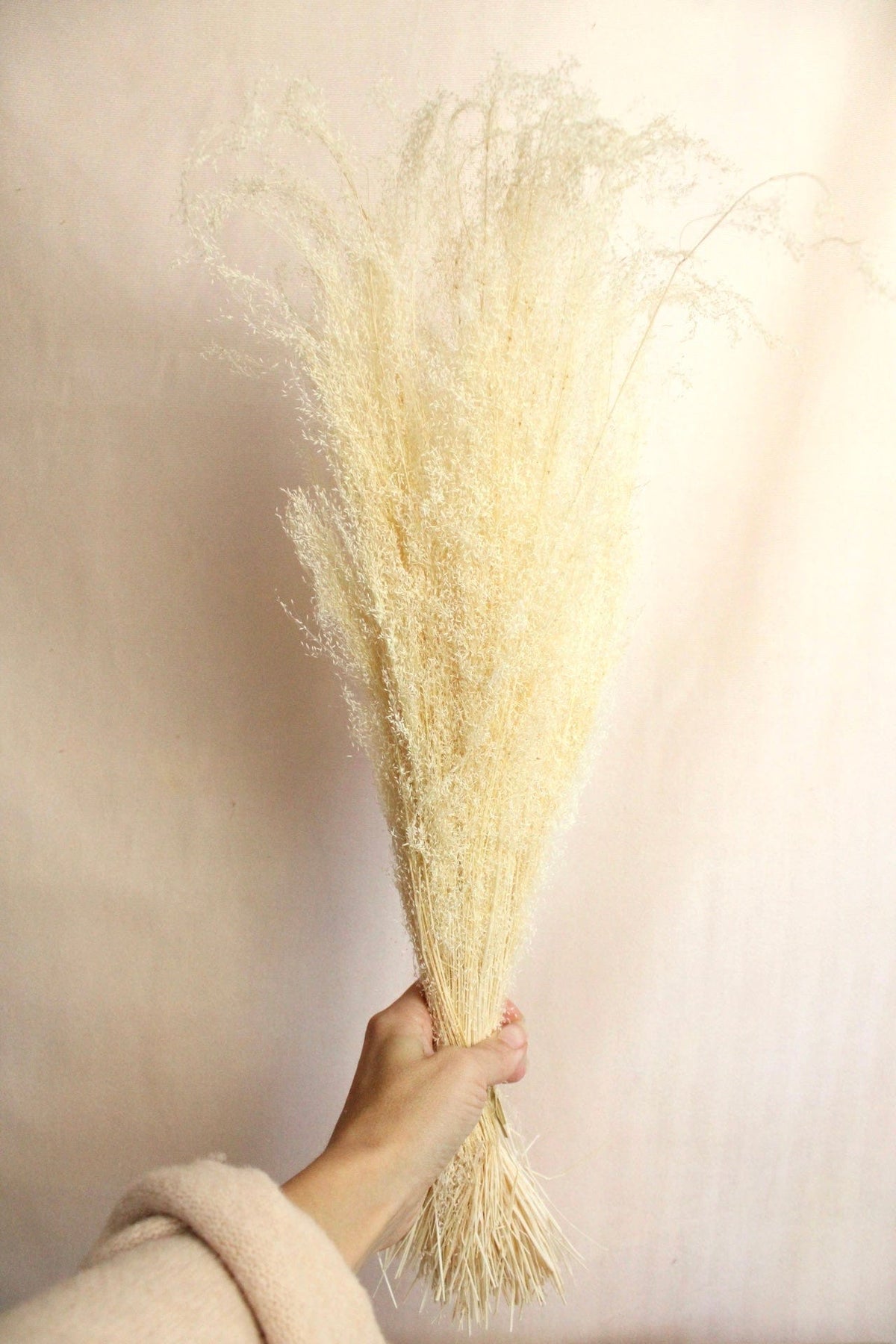 Vasenglück Trockenblumen Agrostis Pulchella | Weiß Creme