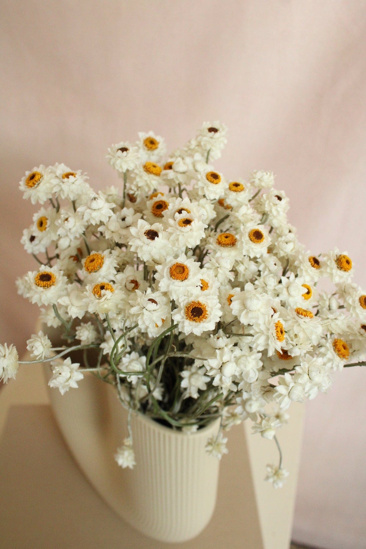 Vasenglück Trockenblumen Ammobium | Natur Weiss