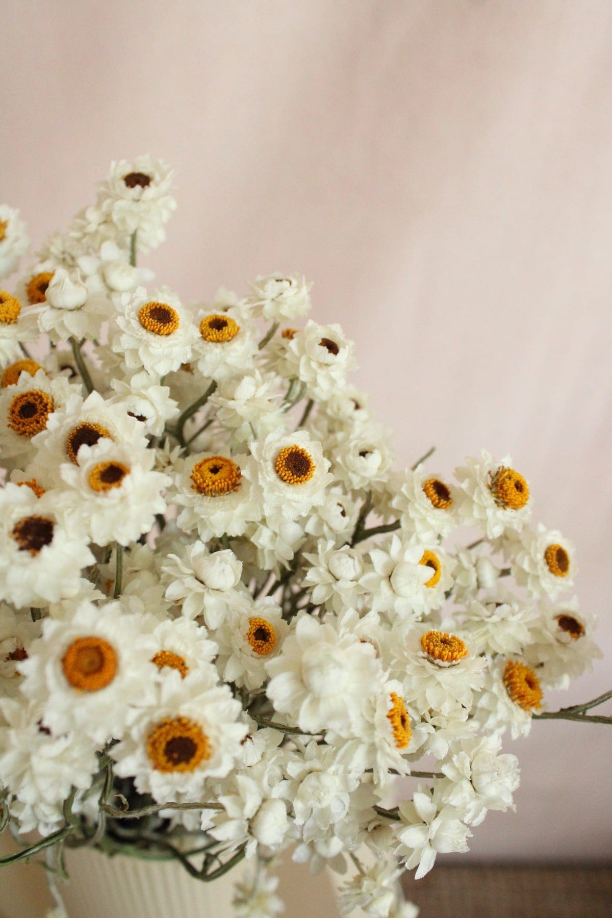 Vasenglück Trockenblumen Ammobium | Natur Weiss