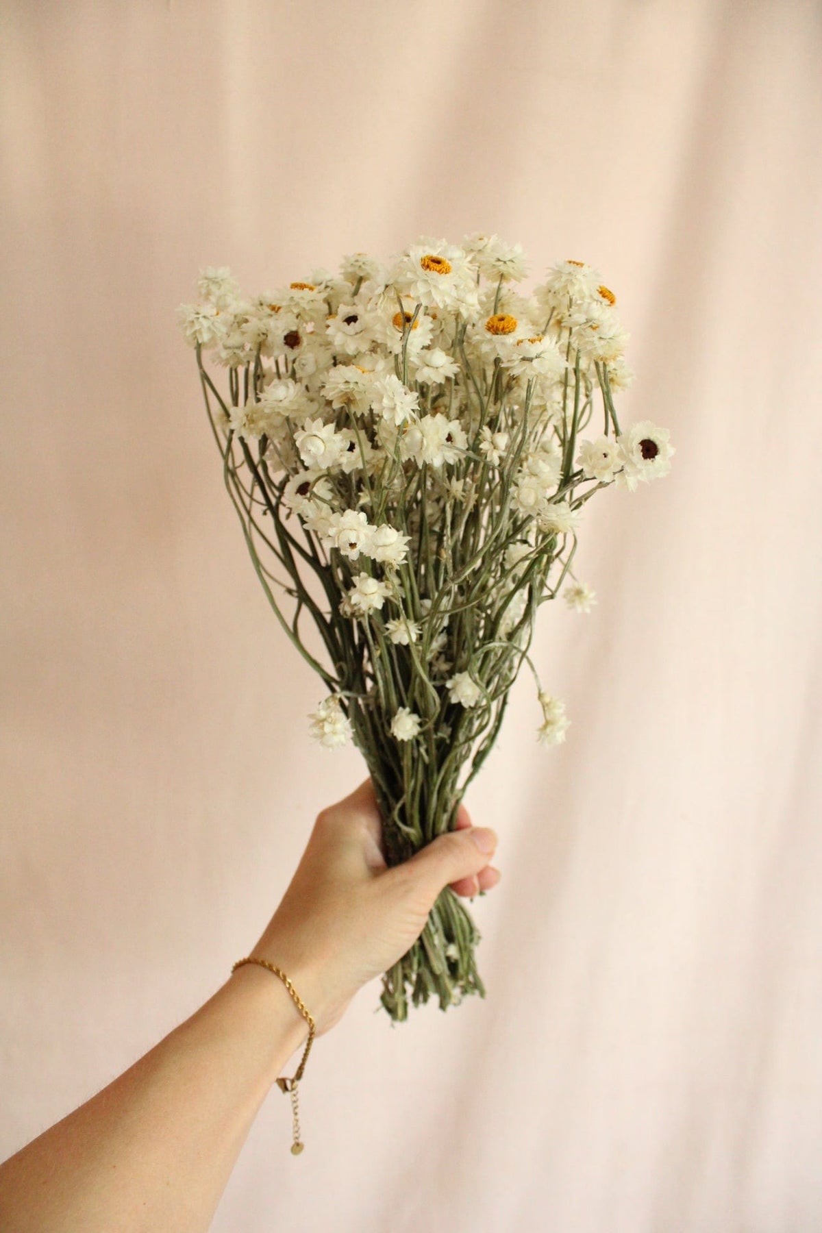 Ammobium Weiss 30cm - Trockenblumen