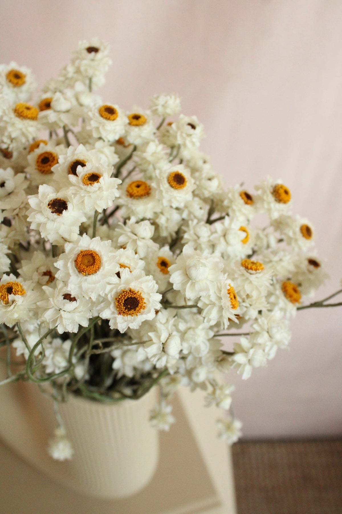 Vasenglück Trockenblumen Ammobium | Natur Weiss