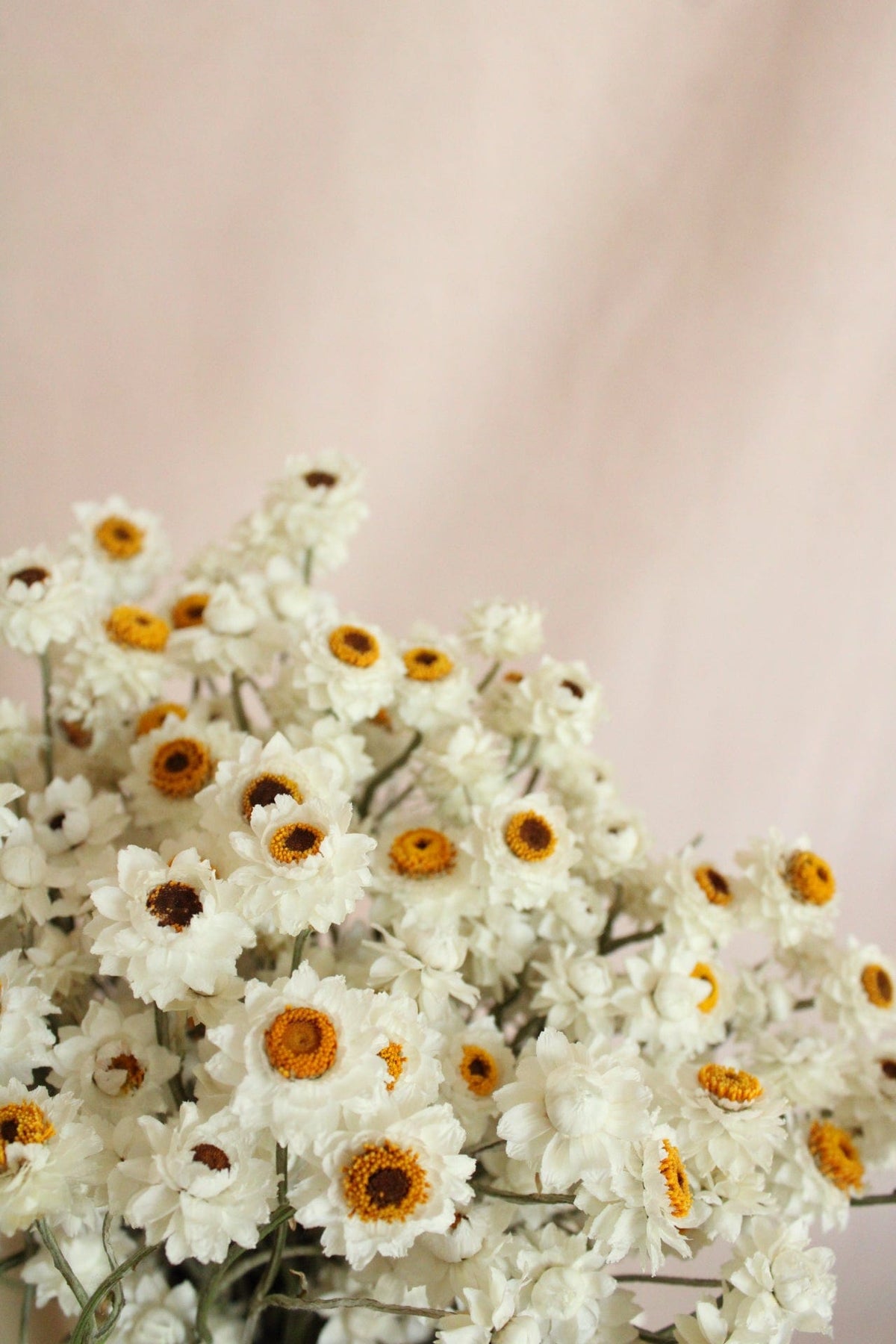 Vasenglück Trockenblumen Ammobium | Natur Weiss