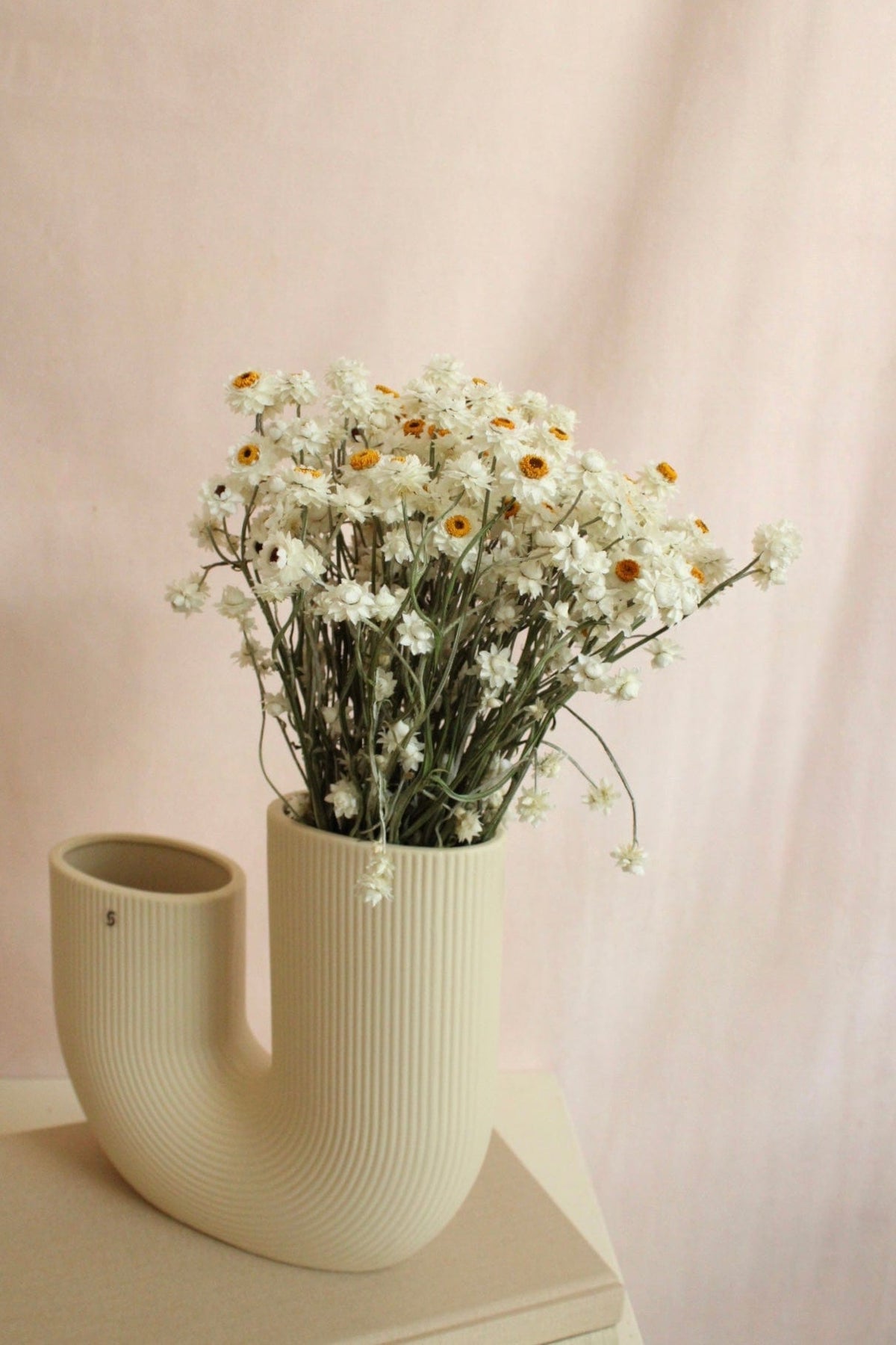 Vasenglück Trockenblumen Ammobium | Natur Weiss