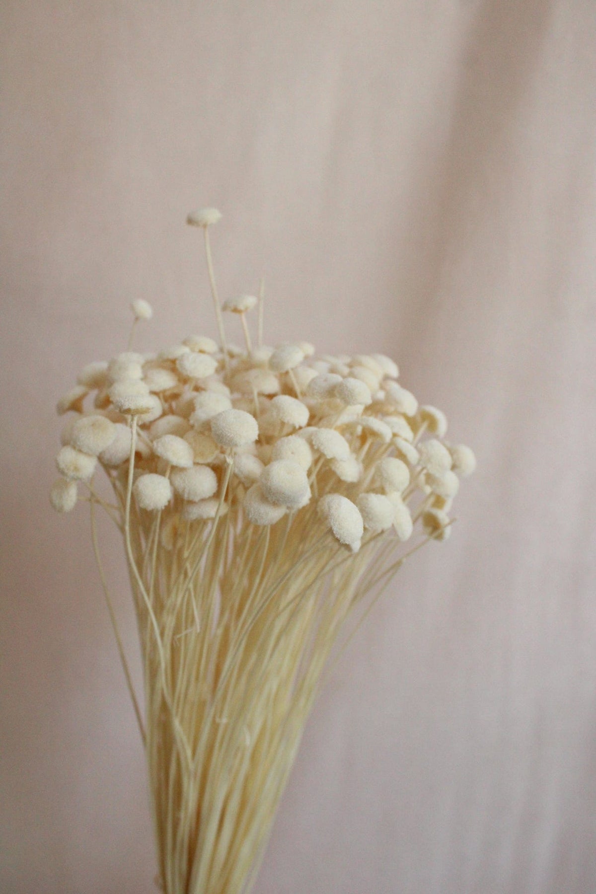 Vasenglück Trockenblumen Botao | Cremeweiß