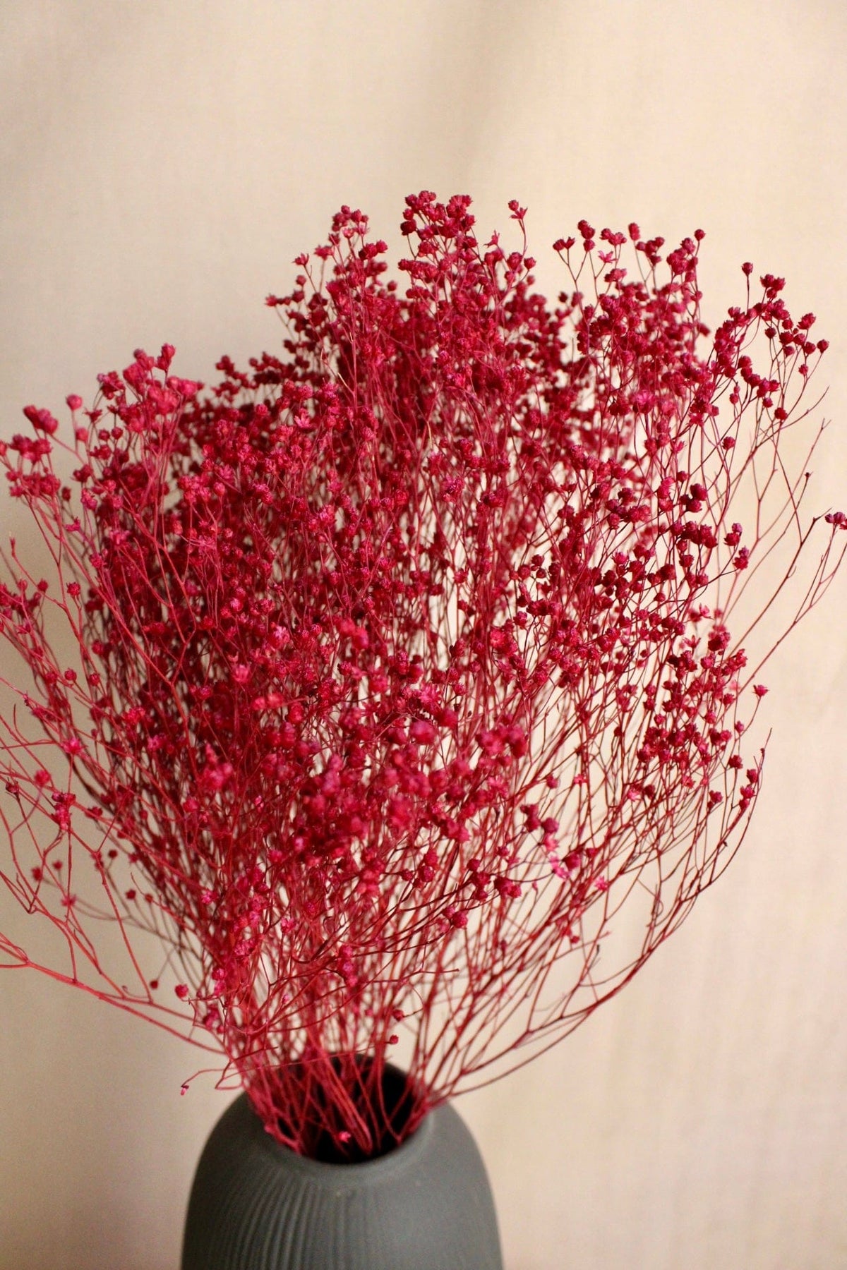 Vasenglück Trockenblumen Broom Bloom | Beerenrot