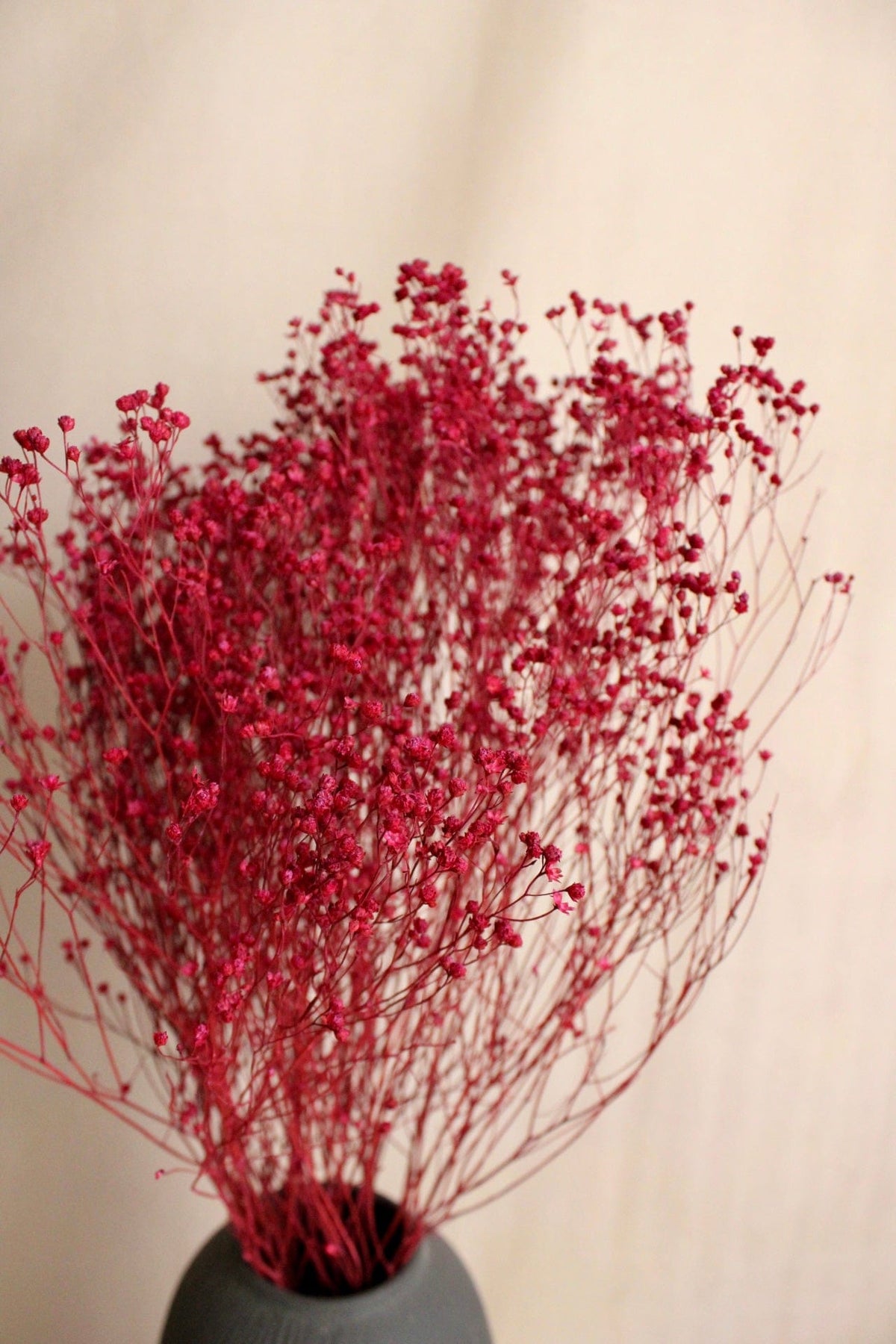 Vasenglück Trockenblumen Broom Bloom | Beerenrot