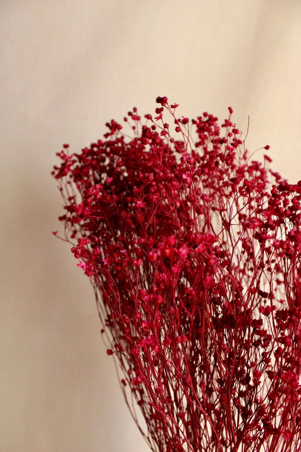 Vasenglück Trockenblumen Broom Bloom | Beerenrot