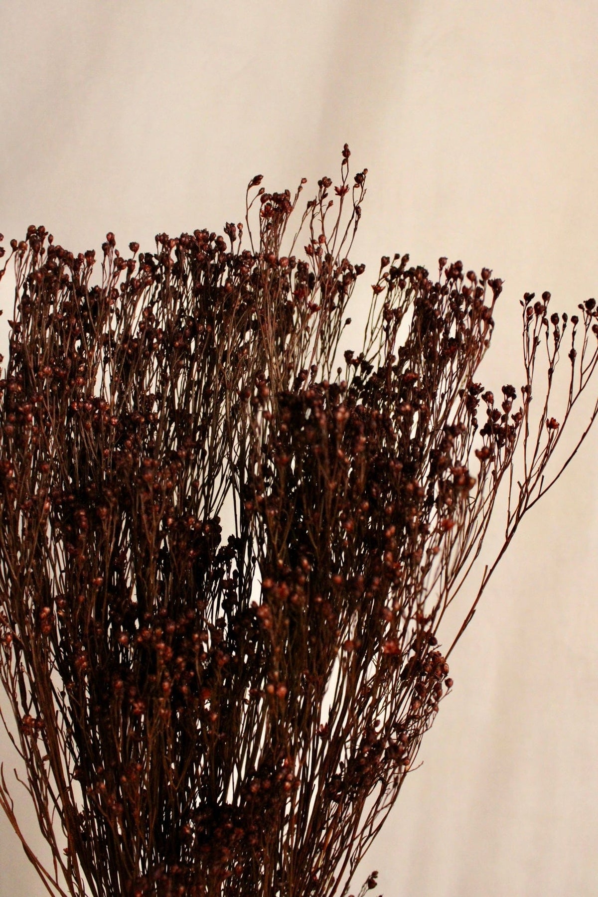 Vasenglück Trockenblumen Broom Bloom | Braun