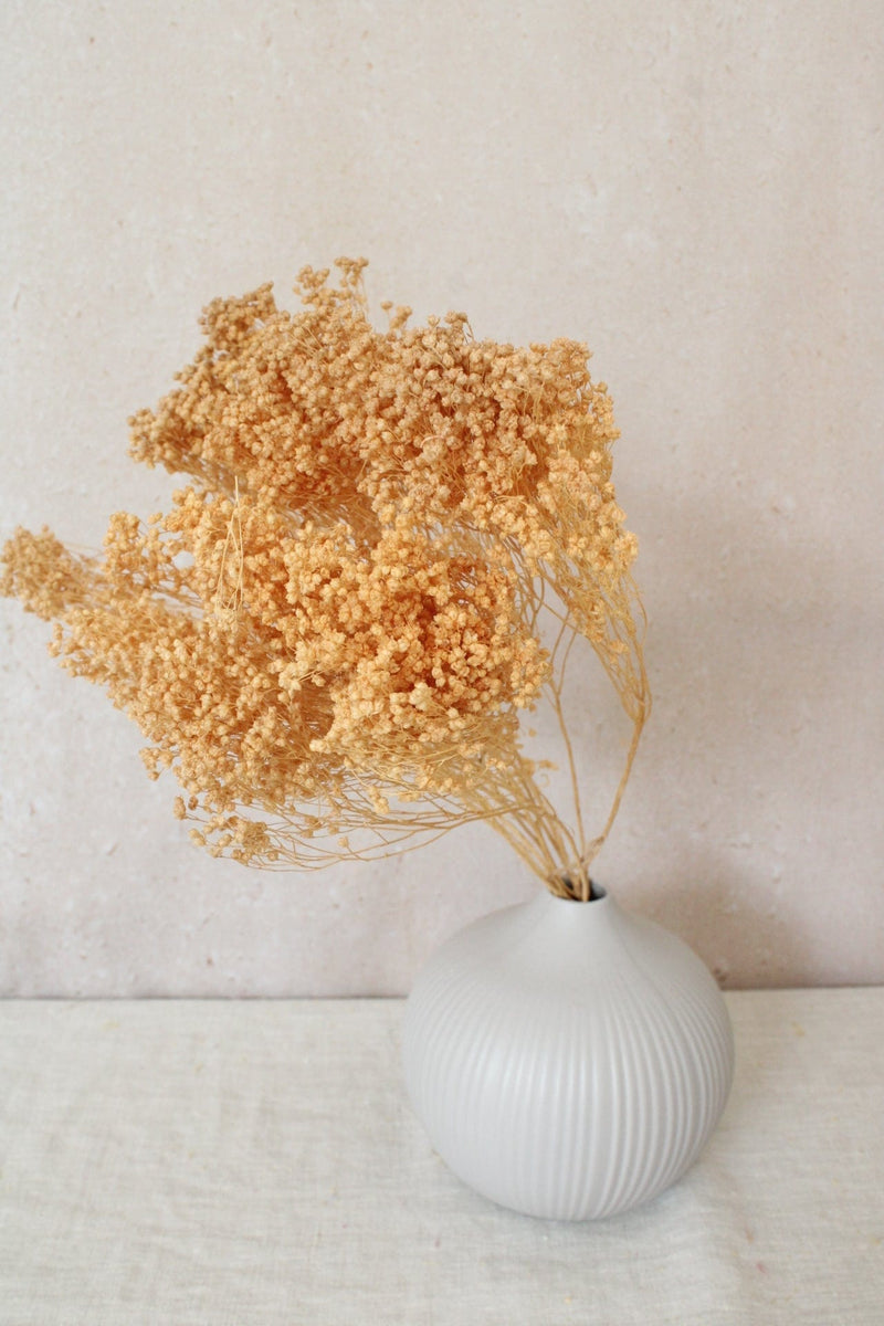 Vasenglück Trockenblumen 1 Bund Broom Bloom | Dunkel Creme