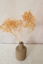 Vasenglück Trockenblumen 1 Stiel Broom Bloom | Dunkel Creme